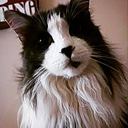 Bubba is registered to the contest to win money with this photo: cat, fluffy, black_and_white, indoor, portrait, fur, whiskers, face, pet, animal, closeup, curious, long_hair, cute, feline, domestic_cat, muzzle, ears, eyes, indoor_lighting