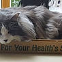 Bubba is registered to the contest to win money with this photo: animal, cardboard_box, cat, cozy, domestic, face, fluffy, fur, gray_and_white, indoor, jars, kitchen, lounging, pet, relaxed, resting, sleeping, stove, table, whiskers