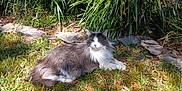 Bubba is registered to the contest to win money with this photo: cat, gray_cat, white_cat, long_hair, outdoor, grass, plants, sunlight, nature, relaxed, animal, pet, feline, leaf, stone, garden, lying_down, daylight, mammal, domestic_animal