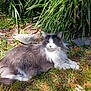 cat, gray_cat, white_cat, long_hair, outdoor, grass, plants, sunlight, nature, relaxed, animal, pet, feline, leaf, stone, garden, lying_down, daylight, mammal, domestic_animal
