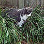 Bubba joined the competition — help win amazing prizes! cat, animal, pet, outdoor, greenery, plants, backyard, fence, curious, nature, fur, black_and_white, whiskers, ground, leaf, daylight, mammal, small_animal, exploring, quiet