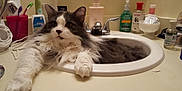 Bubba joined the competition — help win amazing prizes! bathroom, cat, comfort, counter, cute, domestic_animal, feline, fluffy, fur, gray, grooming_products, household, indoor, paw, pet, relaxed, resting, sink, toiletries, white