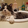 bathroom, cat, comfort, counter, cute, domestic_animal, feline, fluffy, fur, gray, grooming_products, household, indoor, paw, pet, relaxed, resting, sink, toiletries, white