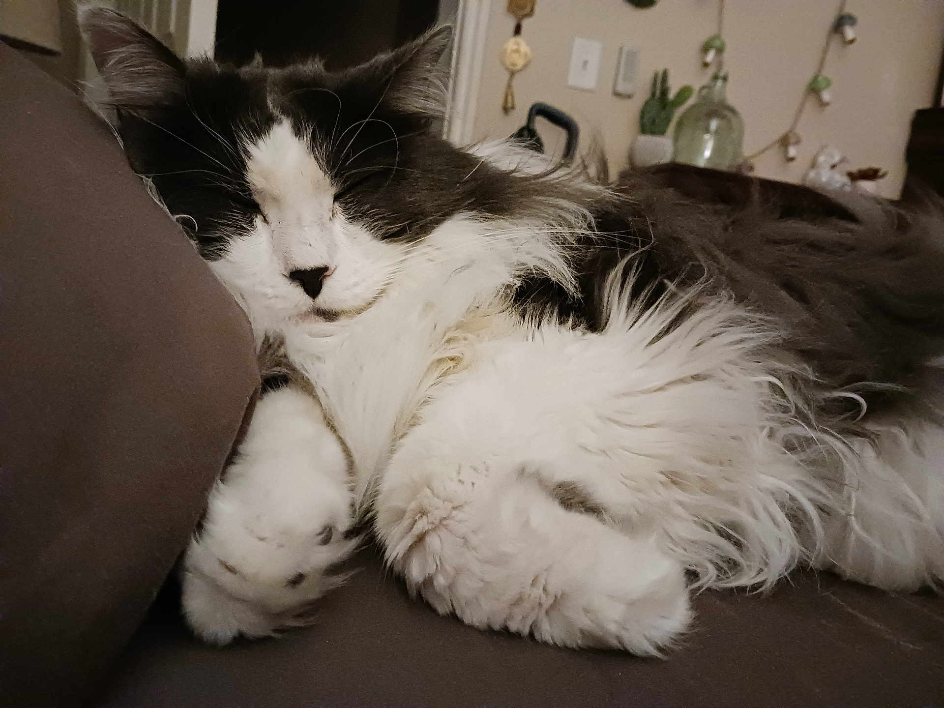 Bubba is registered to the contest to win money with this photo: cat, fluffy, black_and_white, sleeping, paws, close_up, indoor, couch, cozy, relaxed, pet, fur, resting, whiskers, animal, mammal, household, cute, companion, domestic