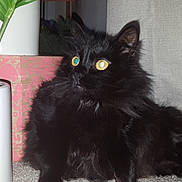 Sabby joined the competition — help win amazing prizes! black_cat, cat, fluffy_fur, yellow_eyes, plant_pot, green_plant, pink_box, indoor, carpet, curtain, pet, animal, feline, domestic_cat, relaxed, close_up, portrait, houseplant, furniture, looking_away