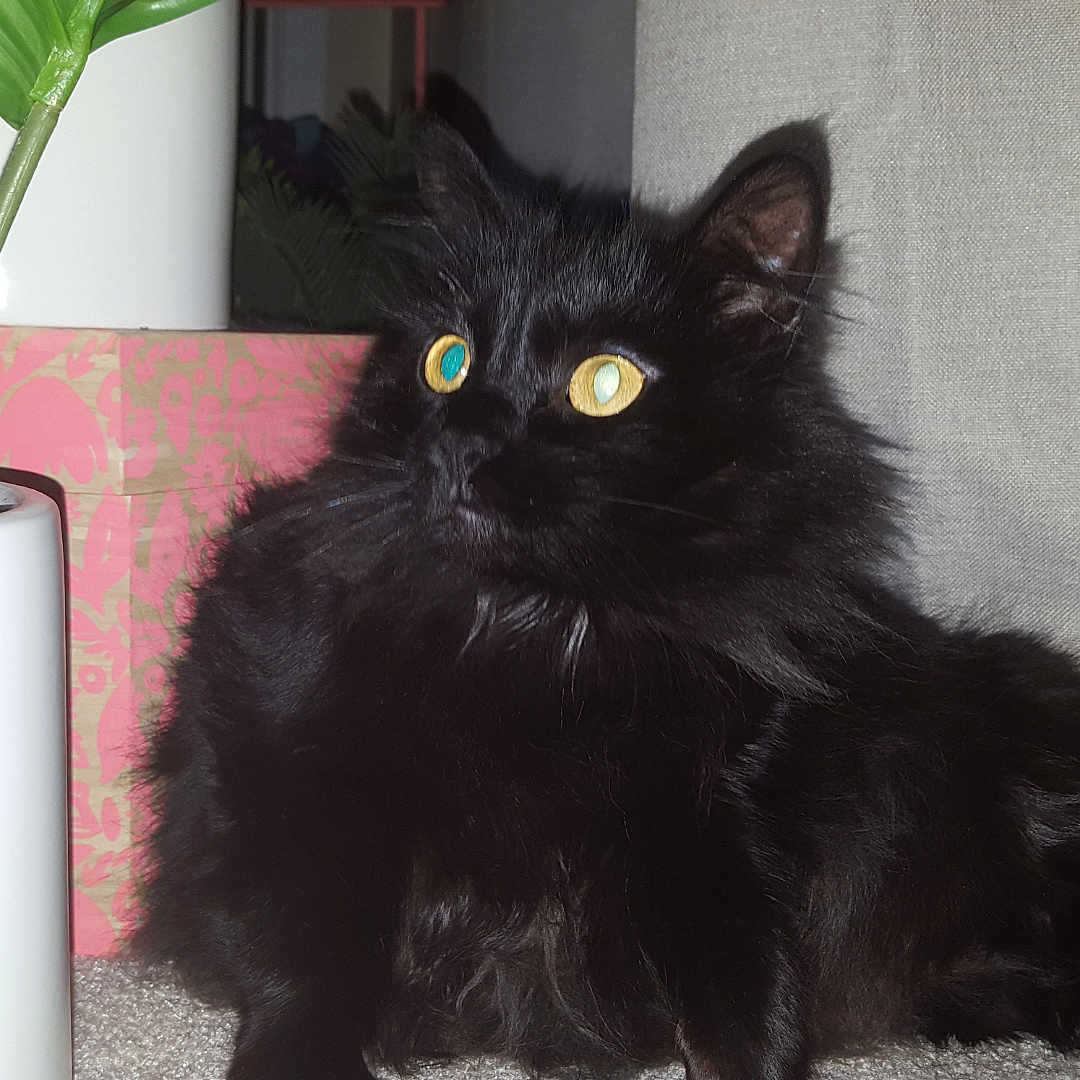 Sabby joined the competition — help win amazing prizes! animal, black_cat, carpet, cat, close_up, curtain, domestic_cat, feline, fluffy_fur, furniture, green_plant, houseplant, indoor, looking_away, pet, pink_box, plant_pot, portrait, relaxed, yellow_eyes