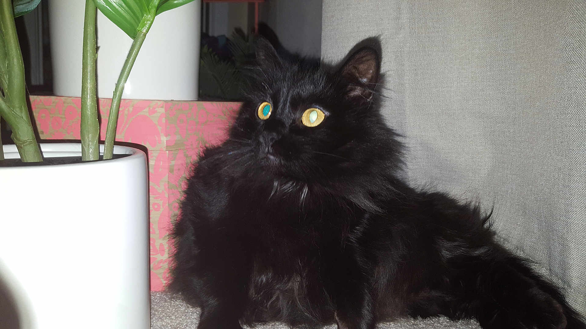 Sabby joined the competition — help win amazing prizes! black_cat, cat, fluffy_fur, yellow_eyes, plant_pot, green_plant, pink_box, indoor, carpet, curtain, pet, animal, feline, domestic_cat, relaxed, close_up, portrait, houseplant, furniture, looking_away