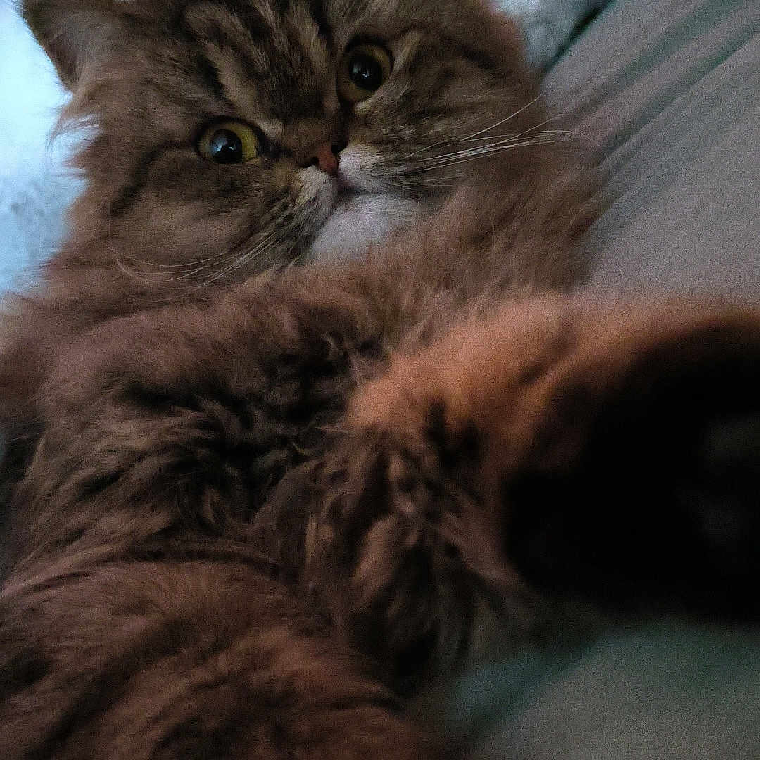 Zélya