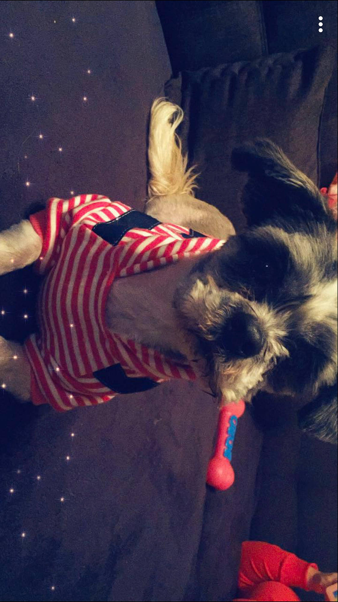 Iris participe au concours pour gagner de l'argent avec cette photo : canidae, carnivore, companion_dog, dog, dog_breed, miniature_schnauzer, morkie, puppy, toy_dog, yorkshire_terrier