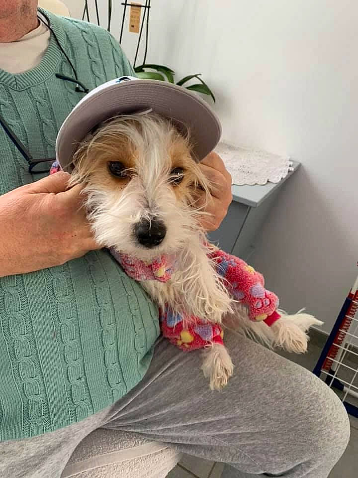 Mookie participe au concours pour gagner de l'argent avec cette photo : beard, canidae, carnivore, collar, comfort, companion_dog, dog, dog_breed, dog_clothes, dog_supply, eyewear, fur, hat, small_terrier, sporting_group, sunglasses, terrier, toy_dog, vision_care, working_animal