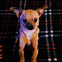 Boomba is registered to the contest to win money with this photo: dog, chihuahua, pet, animal, small_dog, ears, eyes, fur, portrait, plaid_background, blanket, indoor, cute, alert, front_legs, close_up, brown_fur, black_nose, whiskers, dog_face