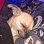 Boomba is registered to the contest to win money with this photo: dog, sleeping, blanket, cushion, indoor, pet, small_dog, cozy, resting, closeup, tan, ears, nose, fur, comfort, home, pattern, blue_light, soft, cute