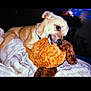dog, puppy, toy, stuffed_animal, blanket, indoor, playful, bite, pet, cute, small_dog, fur, cozy, relaxing, bed, animal, companion, soft_toy, domestic_animal, sleepy