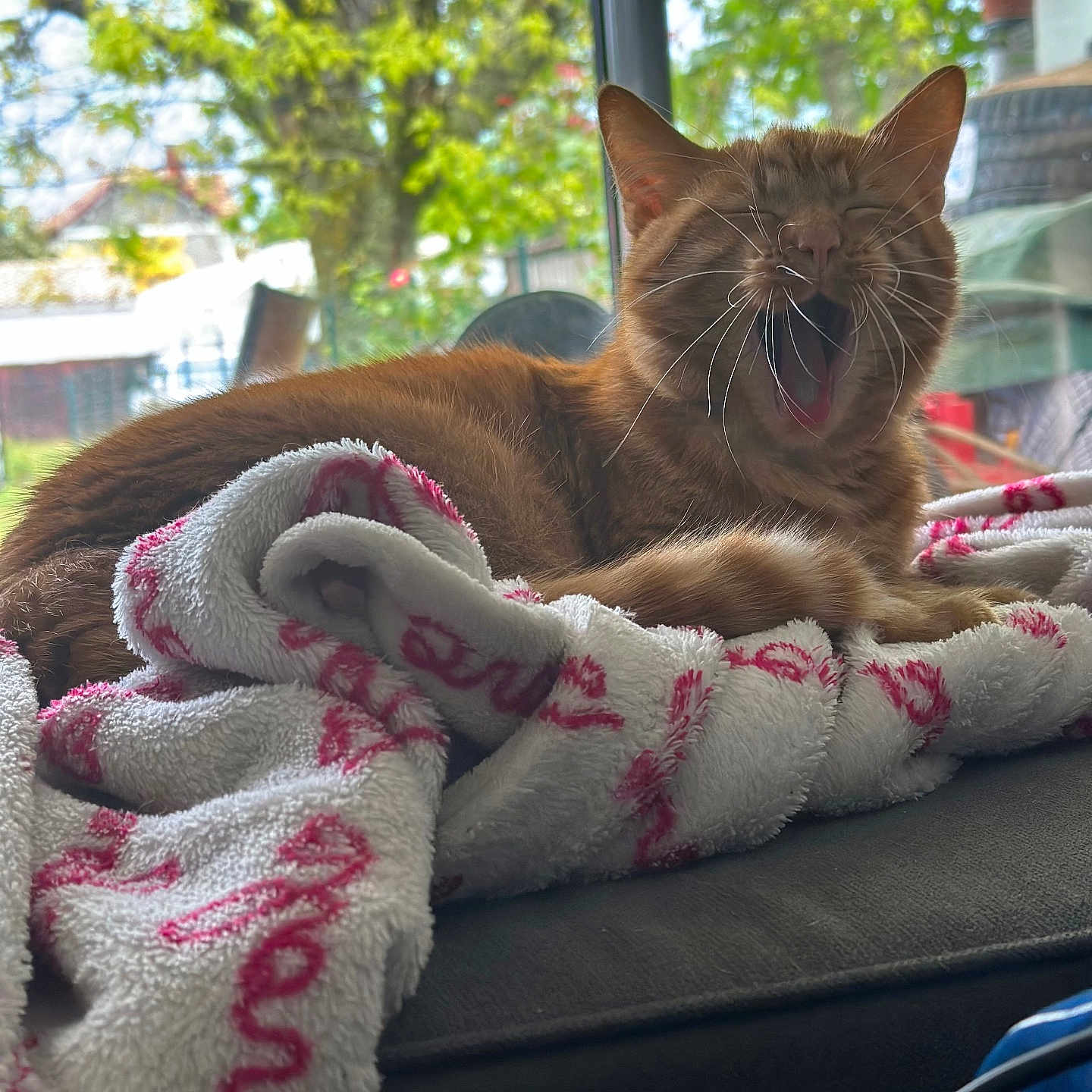 Zeppelin a rejoint le concours — aidez-le/la à gagner de superbes lots ! abyssinian, animal, architecture, blanket, building, cat, couch, face, furniture, head, kitten, outdoors, person, pet, photography, plant, portrait, pottedplant, quilt, towel