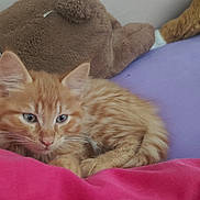 Ramsès a rejoint le concours — aidez-le/la à gagner de superbes lots ! animal, bed, blanket, cat, cozy, cute, ears, fur, indoor, kitten, orange_tabby, pet, resting, sleepy, soft, stuffed_animal, tail, teddy_bear, whiskers, young_cat
