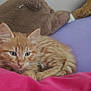 animal, bed, blanket, cat, cozy, cute, ears, fur, indoor, kitten, orange_tabby, pet, resting, sleepy, soft, stuffed_animal, tail, teddy_bear, whiskers, young_cat