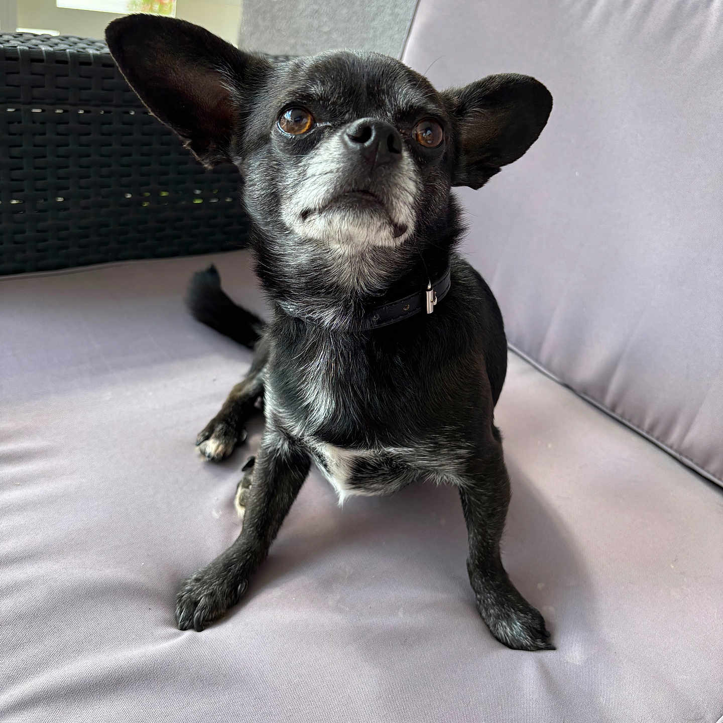 Bailey a rejoint le concours — aidez-le/la à gagner de superbes lots ! animal, architecture, armchair, building, bulldog, canine, chair, chihuahua, couch, cushion, dog, frenchbulldog, furniture, homedecor, hound, indoors, livingroom, pet, puppy, room