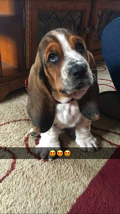 Benelli is registered to the contest to win money with this photo: ball, canidae, carnivore, carpet, chair, companion_dog, dog, dog_breed, floor, flooring, hound, liver, metal, rectangle, scent_hound, snout, sporting_group, terrestrial_animal, wood, working_animal