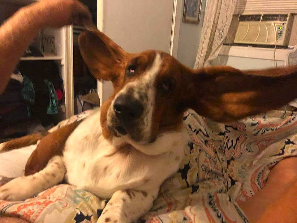 Benelli joined the competition — help win amazing prizes! basset_artesien_normand, basset_hound, beagle, carnivore, collar, comfort, companion_dog, dog, dog_breed, fawn, finnish_hound, fur, hound, non_sporting_group, scent_hound, sporting_group, whiskers, wood, working_animal, working_dog