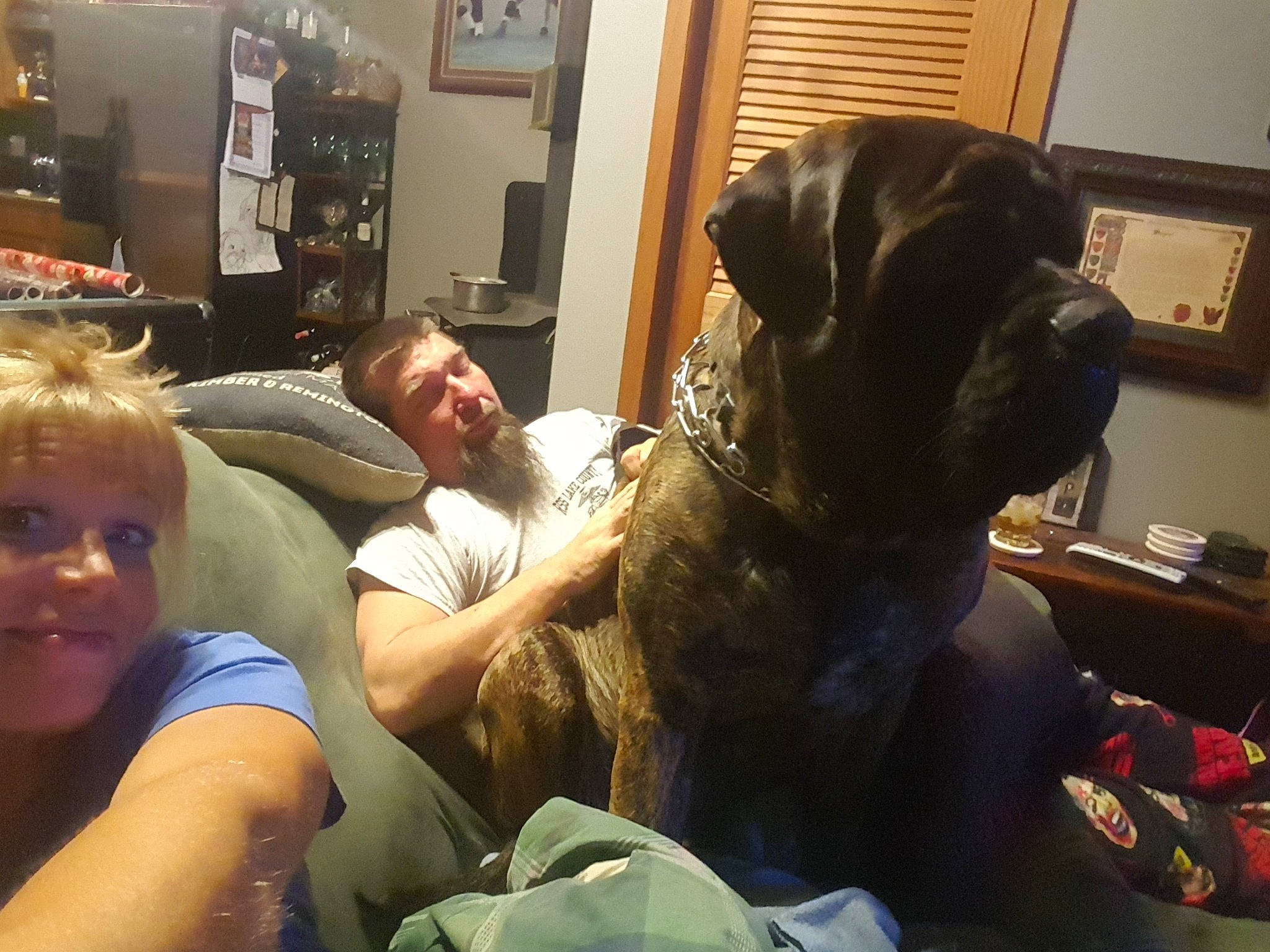 Remington joined the competition — help win amazing prizes! carnivore, comfort, companion_dog, couch, dog, dog_breed, event, fawn, fun, fur, guard_dog, picture_frame, room, shelf, sitting, smile, t_shirt, television, vertebrate, working_animal