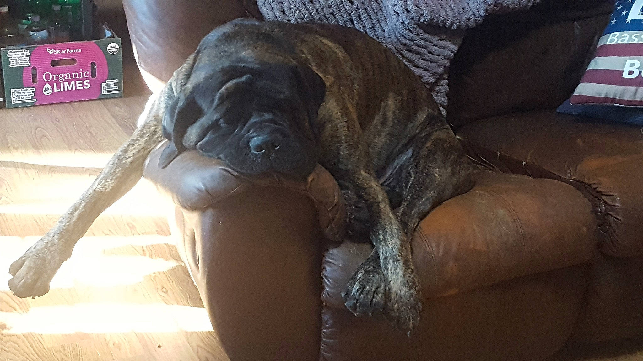 Remington is registered to the contest to win money with this photo: box, canidae, carnivore, comfort, companion_dog, dog, dog_breed, fawn, fur, guard_dog, liver, non_sporting_group, snout, sporting_group, terrestrial_animal, toy_dog, wood, working_animal, wrinkle