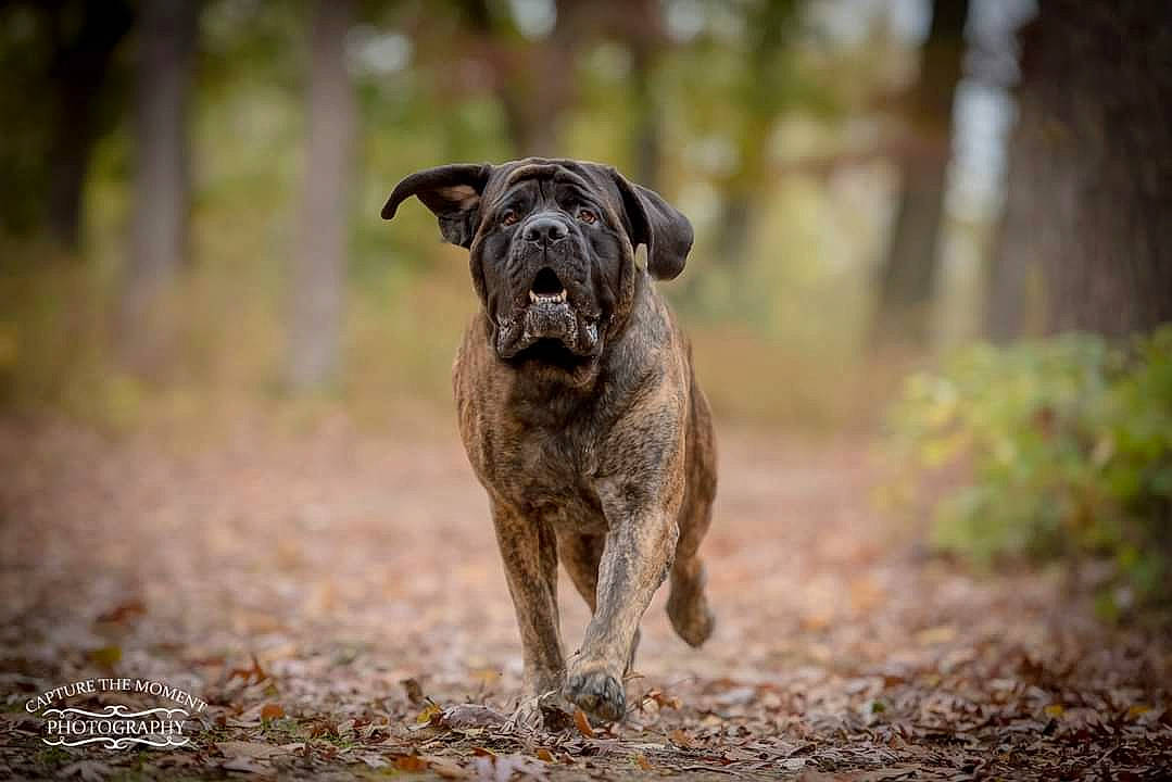 Remington joined the competition — help win amazing prizes! canidae, carnivore, companion_dog, dog, dog_breed, fawn, forest, grass, landscape, plant, soil, sporting_group, tail, terrestrial_animal, tree, wildlife, wood, woodland, working_animal, working_dog