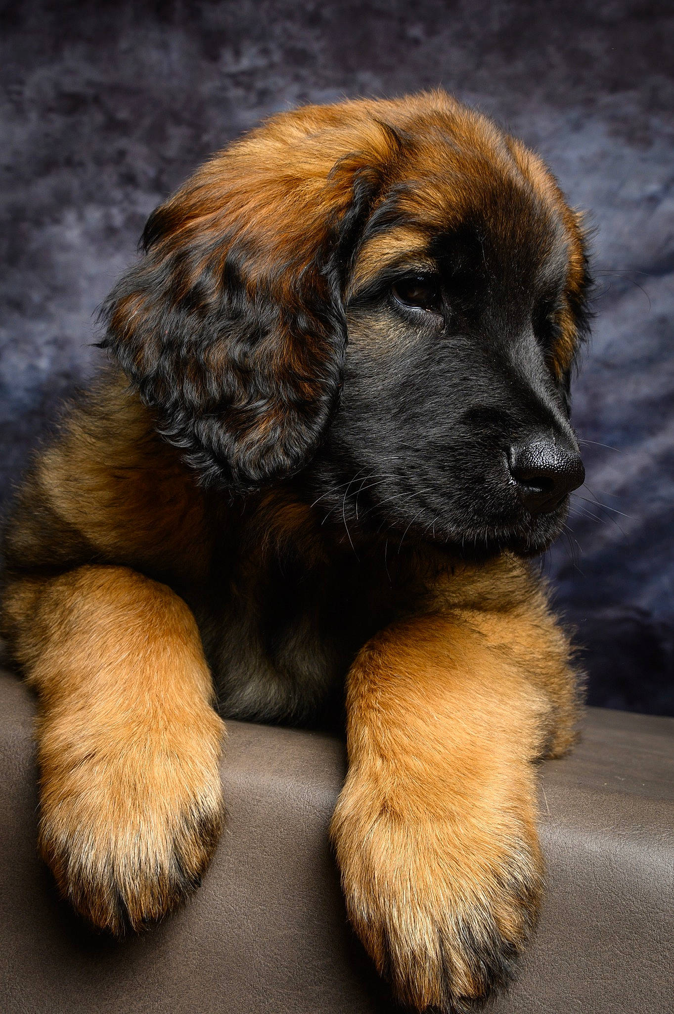 Sheyennes Du Domaine Du Lion participe au concours pour gagner de l'argent avec cette photo : ancient_dog_breeds, canidae, carnivore, companion_dog, dog, dog_breed, fawn, fur, liver, paw, puppy, sporting_group, tail, terrestrial_animal, whiskers, working_dog