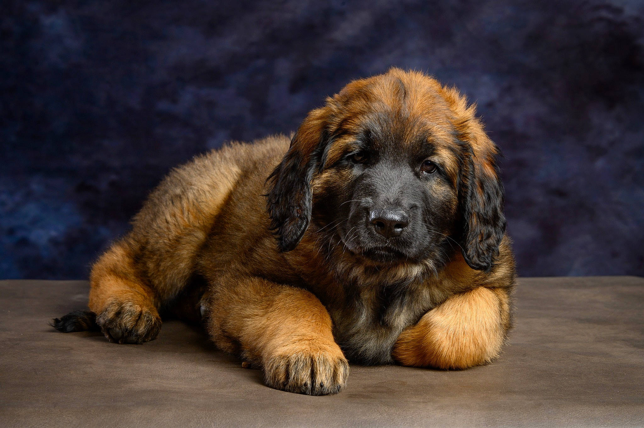 Sheyennes Du Domaine Du Lion a rejoint le concours — aidez-le/la à gagner de superbes lots ! bored, canidae, carnivore, companion_dog, dog, dog_breed, fawn, fur, hunting_dog, liver, natural_material, snout, sporting_group, terrestrial_animal, wildlife, working_dog