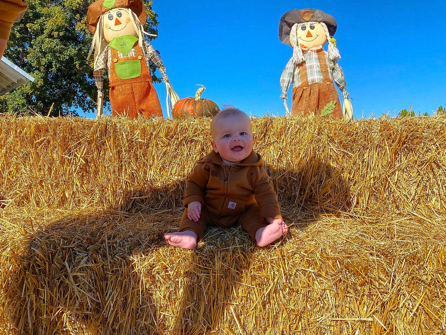 Zaxxton joined the competition — help win amazing prizes! adaptation, agriculture, art, event, field, fun, grass, grass_family, grassland, happy, hat, hay, landscape, people_in_nature, person, plant, pumpkin, sky, soil, toddler
