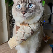 Carl joined the competition — help win amazing prizes! animal, blue_eyes, cat, close_up, cozy, curious, cute, fashion, feline, fluffy, indoor, leafy_plant, pet, portrait, scarf, sitting, soft_lighting, texture, whiskers, winter