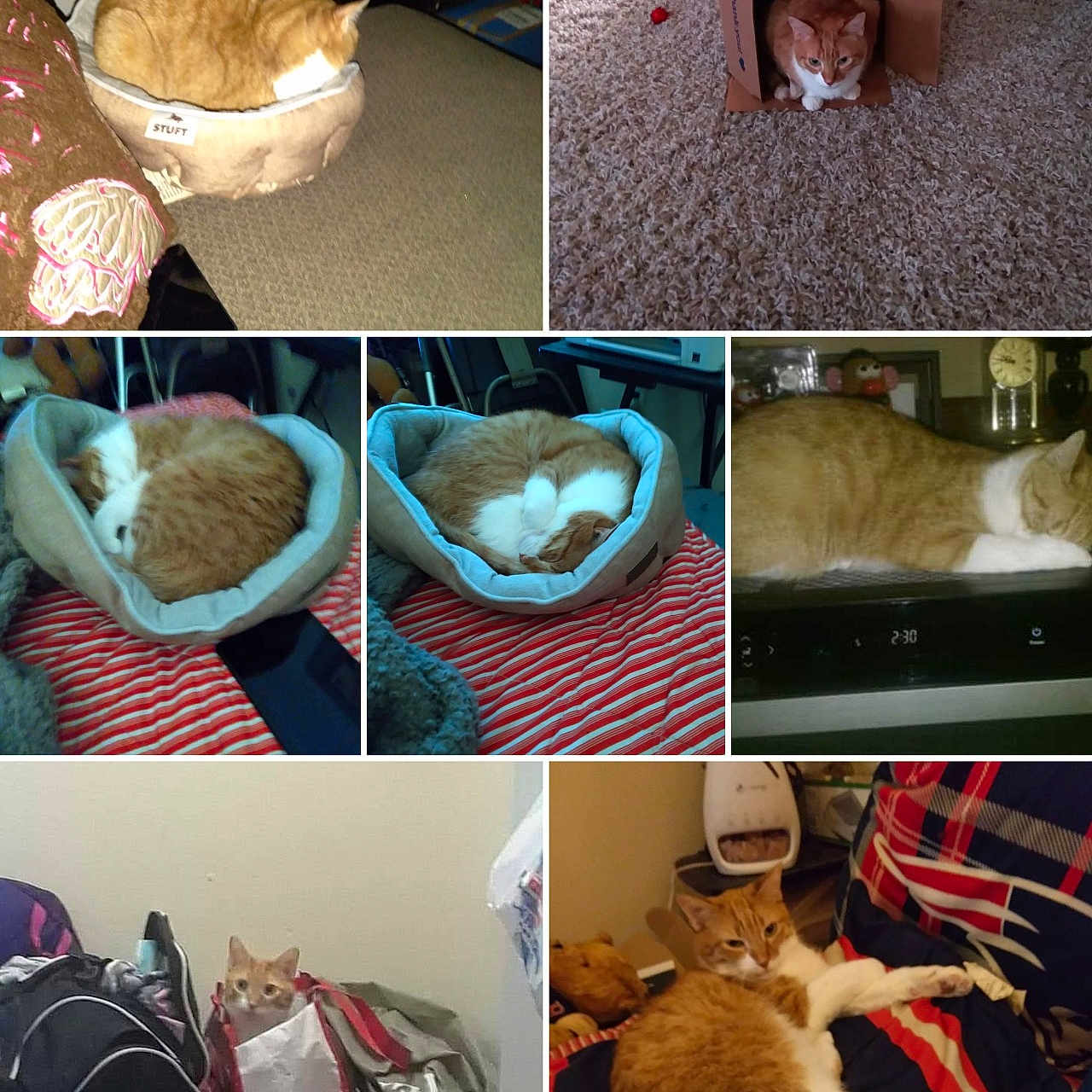 Hipno joined the competition — help win amazing prizes! bags, bedspread, cardboard_box, carpet, cat, clutter, collage, cozy, fan, furniture, living_room, loaf_pose, orange_cat, pet_bed, shoes, sleeping_cat, sneakers, striped_pattern, toy, white_cat