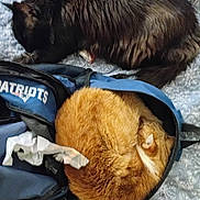 Hipno joined the competition — help win amazing prizes! backpack, bed, bedding, black_cat, blanket, cat, close_up, cozy, curled_up, domestic_cat, ear, fur, indoor, napping, orange_cat, paws, pet, resting, sleeping, two_cats