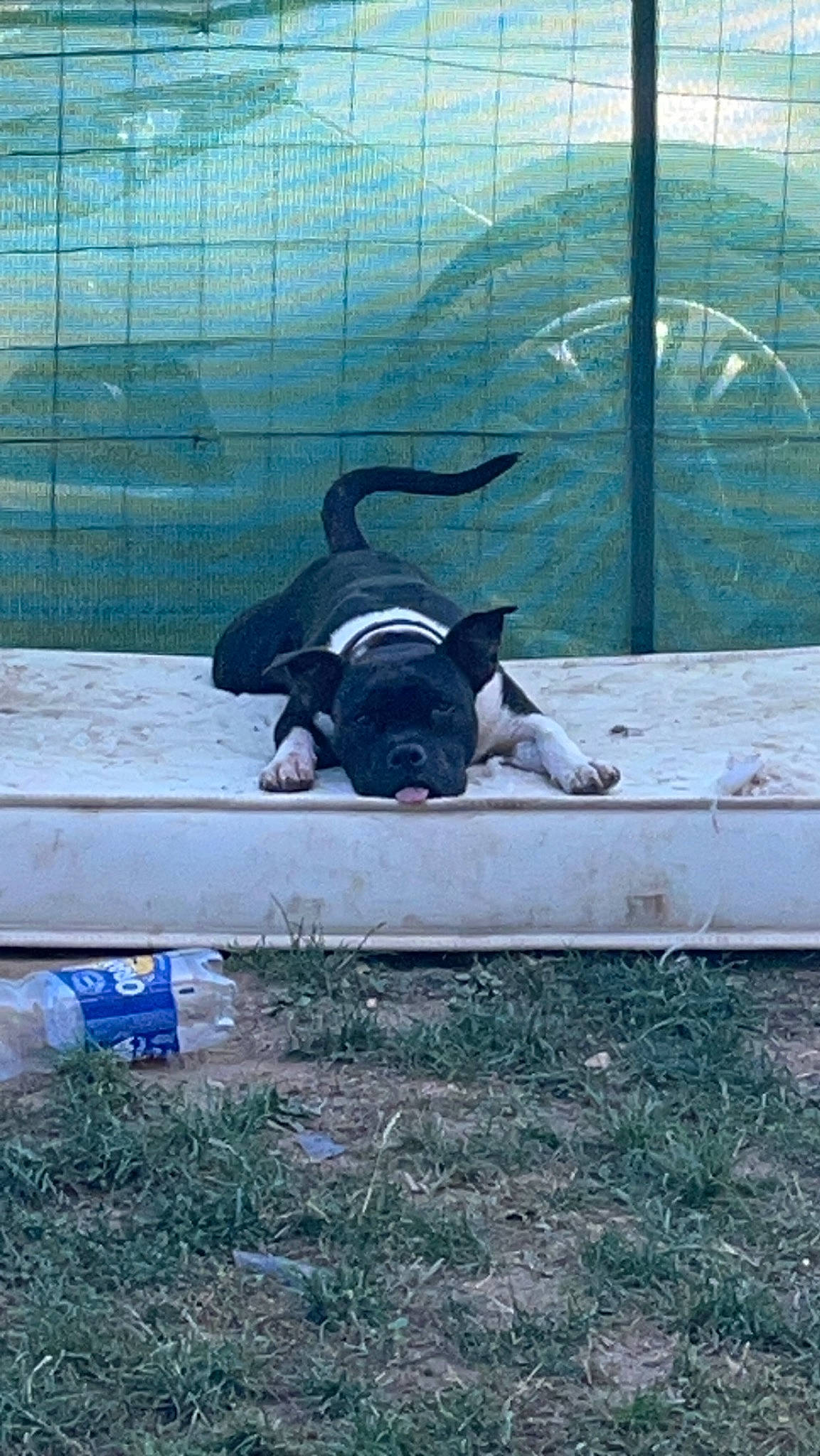 Yusko a rejoint le concours — aidez-le/la à gagner de superbes lots ! canidae, carnivore, companion_dog, dog, dog_breed, dog_collar, fawn, glass, grass, guard_dog, personal_protective_equipment, pet_supply, pug, snout, sporting_group, tail, tints_and_shades, toy_dog, vehicle_door, working_animal