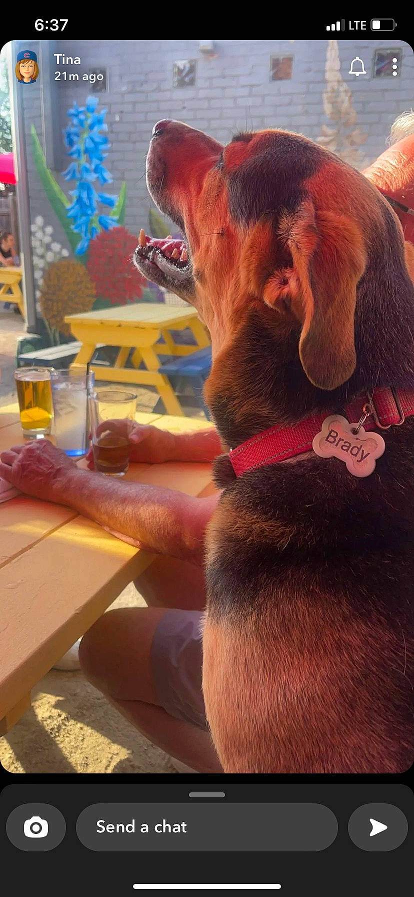 Brady joined the competition — help win amazing prizes! canidae, carnivore, collar, companion_dog, dog, dog_breed, ear, fawn, fur, gesture, human_leg, liver, pet_supply, snout, sporting_group, table, tail, wood, working_animal, wrinkle