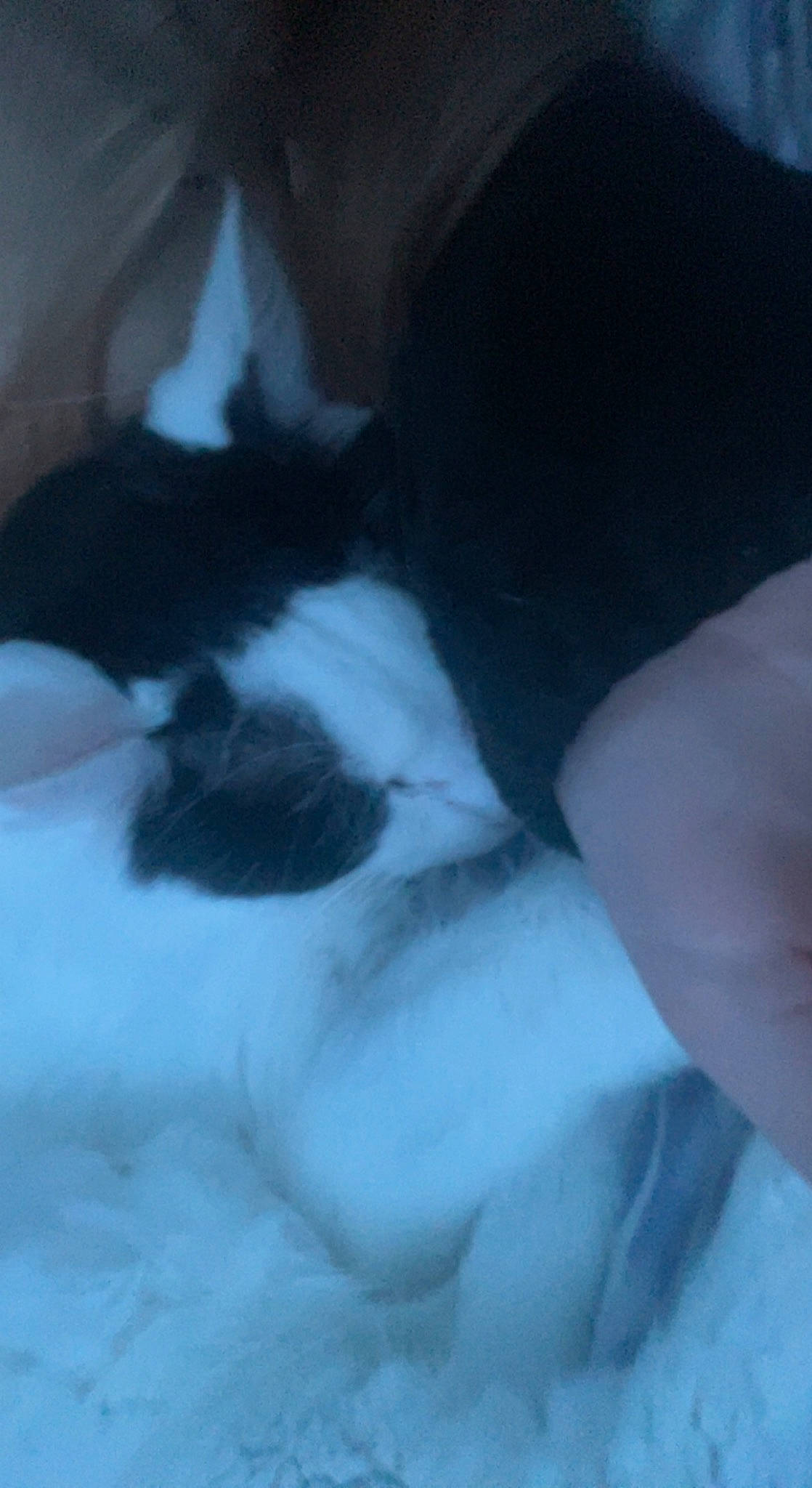 Chubs joined the competition — help win amazing prizes! carnivore, cat, comfort, darkness, dog_breed, electric_blue, felidae, fur, gesture, human_leg, linens, nap, paw, small_to_medium_sized_cats, snout, tail, whiskers