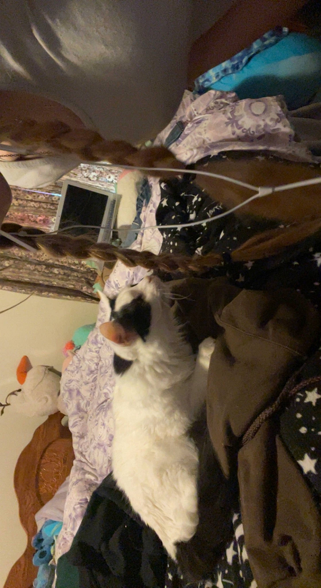 Chubs is registered to the contest to win money with this photo: canidae, carnivore, cat, companion_dog, dog_breed, fawn, felidae, formal_wear, fur, small_to_medium_sized_cats, sporting_group, tail, toy, whiskers