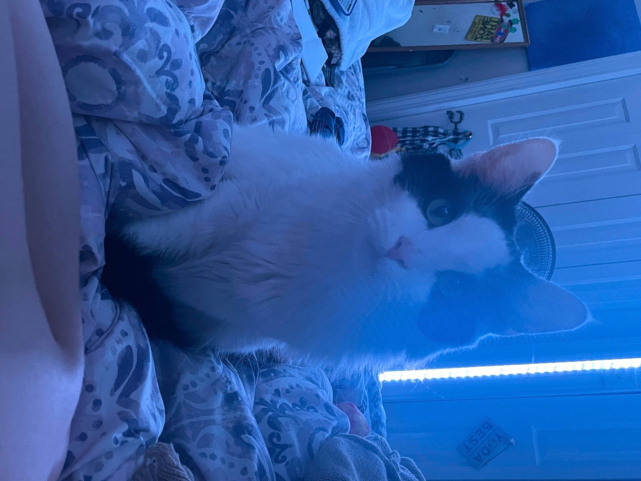 Chubs is registered to the contest to win money with this photo: azure, blue, carnivore, cat, domestic_short_haired_cat, electric_blue, felidae, freezing, fur, sky, small_to_medium_sized_cats, snow, tail, whiskers, window, winter