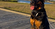 Bojack joined the competition — help win amazing prizes! dog, rottweiler, tongue_out, sitting, wooden_boardwalk, outdoor, sunny_day, grass, water, blue_sky, leash, pet, canine, animal, nature, happy, daytime, landscape, background, building