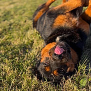 Bojack is registered to the contest to win money with this photo: dog, rottweiler, grass, outdoor, sunlight, tongue_out, happy, playful, pet, animal, nature, greenery, summer, canine, laying_down, close_up, person_leg, fun, daytime, paw