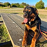 dog, rottweiler, outdoor, picnic_table, sunny, tongue_out, happy, grass, nature, park, leash, wood, animal, pet, daytime, canine, smiling, relaxed, summer, closeup