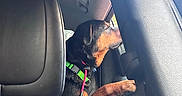 Bojack joined the competition — help win amazing prizes! animal, black, brown, car, collar, curious, daylight, dog, domestic_animal, green_collar, interior, leather_seat, looking_out, paw, pet, seat_back, side_view, travel, vehicle, window