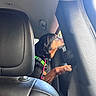 dog, car, leather_seat, window, collar, paw, interior, pet, animal, black, brown, green_collar, seat_back, vehicle, travel, curious, looking_out, daylight, side_view, domestic_animal