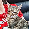 cat, tabby_cat, pet, animal, feline, person, red_shirt, necklace, jewelry, closeup, indoor, couch, leather, fur, whiskers, ears, face, sitting, companion, cute