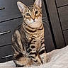 cat, tabby_cat, pet, indoor, furniture, dresser, blanket, white_blanket, curious, green_eyes, striped_fur, whiskers, ears, sitting, portrait, cozy, feline, domestic_animal, animal, cute
