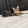 cat, tabby, pet, indoor, bed, blanket, furniture, wood, striped, animal, cute, relaxed, lying_down, domestic, eyes, whiskers, ears, curious, cozy, golden_eyes
