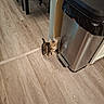 kitten, cat, tabby, floor, wood_floor, trash_can, kitchen, indoor, pet, animal, curious, small, feline, young, domestic, reflection, foot_pedal, black_trash_bag, light, corner