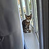 cat, tabby, windowsill, curtains, window, indoor, pet, animal, feline, looking, alert, sunlight, daylight, home, domestic, sitting, curious, ears, whiskers, paws