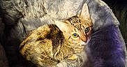 Moxie is registered to the contest to win money with this photo: cat, tabby, pet_bed, cozy, fur, animal, indoor, resting, curious, green_eyes, companion, snug, sleeping_area, fluffy, cute, relaxed, domestic_animal, feline, soft_texture, nestled