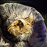 cat, tabby, pet_bed, cozy, fur, animal, indoor, resting, curious, green_eyes, companion, snug, sleeping_area, fluffy, cute, relaxed, domestic_animal, feline, soft_texture, nestled