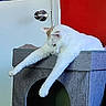 Toni is registered to the contest to win money with this photo: animal, cat, cat_condo, cozy, domestic, door, doorknob, feline, gray_furniture, household, indoor, long_legs, looking_down, orange_patches, pet, red_wall, relaxed, resting, stretching, white_cat